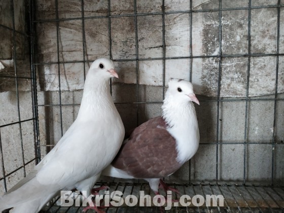 রানিং কবুতর বিক্রি